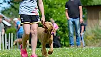 Temel İtaat Eğitimi