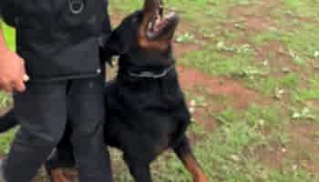 kopek ileri itaat egitimi