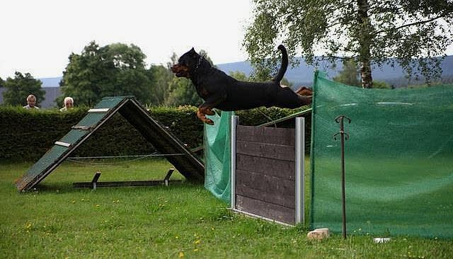 Köpekli Sporlar Köpek Eğitimi